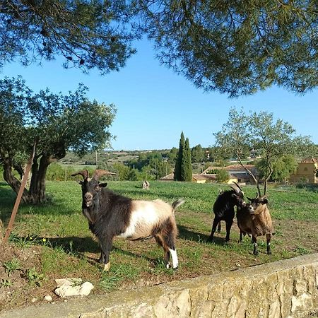 Casas Rurales La Laguna, Alpera Eksteriør billede